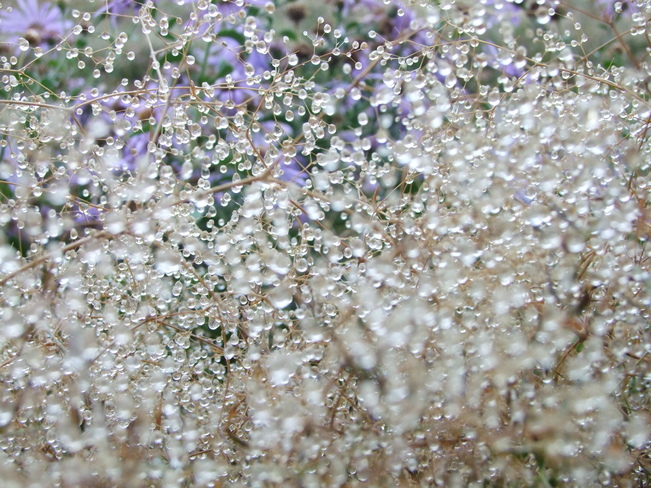 dewdrops Vernon, British Columbia Canada