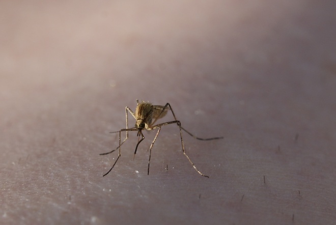 biggest mosquito Forestburg, Alberta Canada