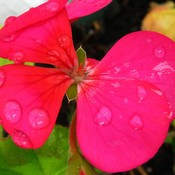Perles de pluie sur fleur rose