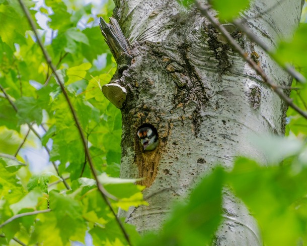 Baby Downy Woodpecker Miramichi, New Brunswick Canada