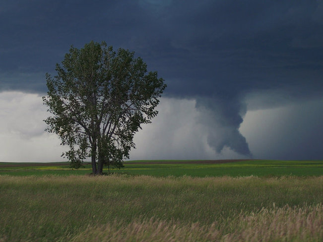 Tornado vs Tree Willow Bunch, Saskatchewan Canada