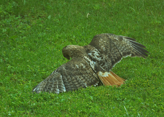 Red Tail Hawk With Prey Kitchener, Ontario Canada