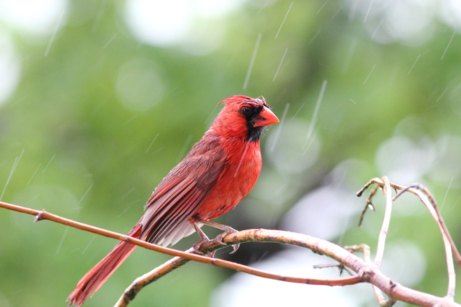 Cardinal sous la pluie 