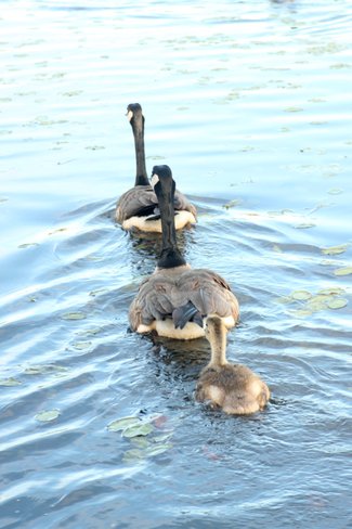 Goose Family on a Beautiful Evening Sault Ste. Marie, Ontario Canada