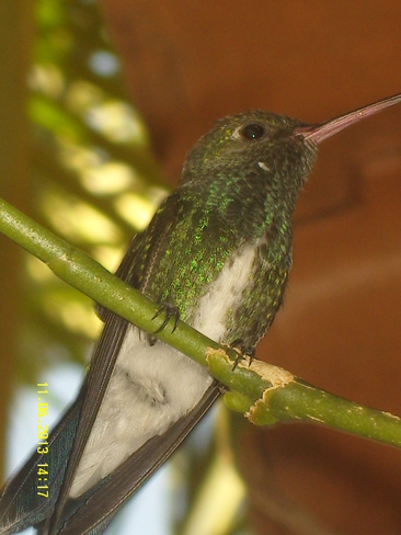 Hummingbird Montes Claros, Minas Gerais Brazil