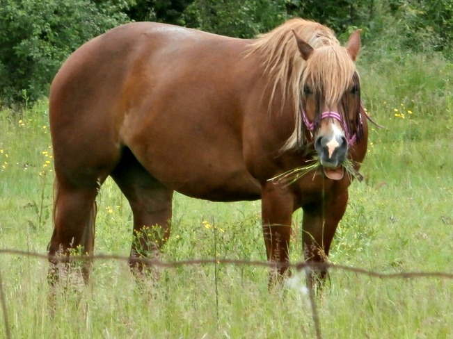 Horse Belleville, Ontario Canada