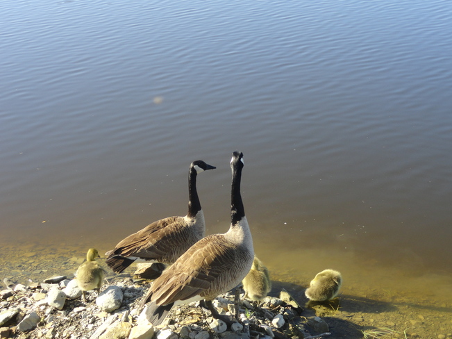 Belle tite familles au Lacs Kedgwick, New Brunswick Canada