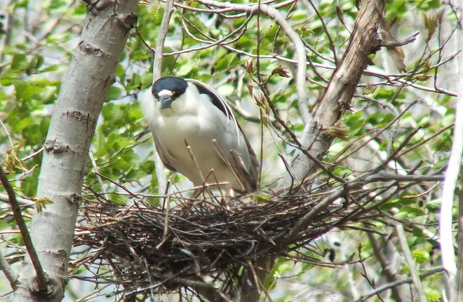 Black-Crowned Night Herons at Tommy Thompson Park 