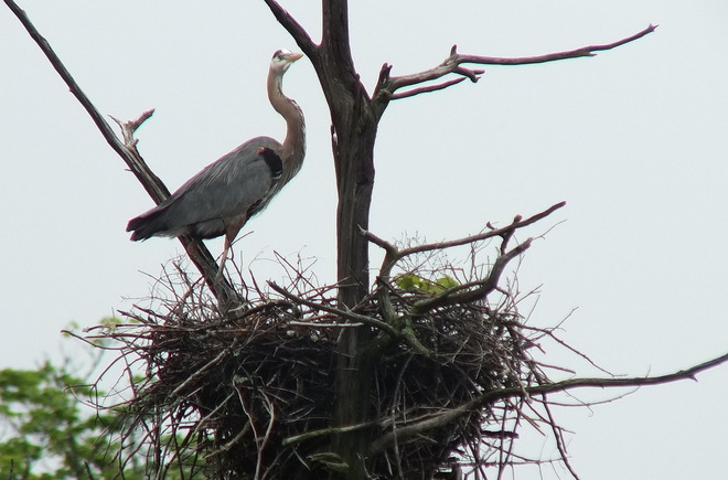 Great Blue Herons on their nests Dwight, Ontario Canada