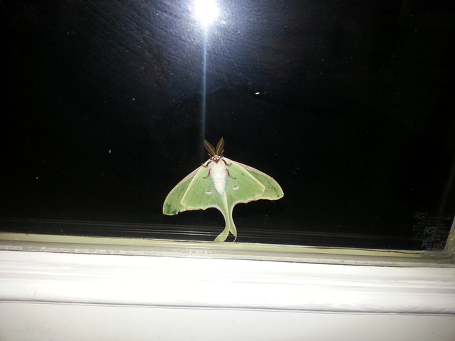 Luna Moth Waverley, Nova Scotia Canada