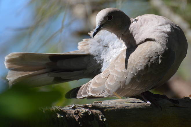 Ring-necked Dove Delta, British Columbia Canada