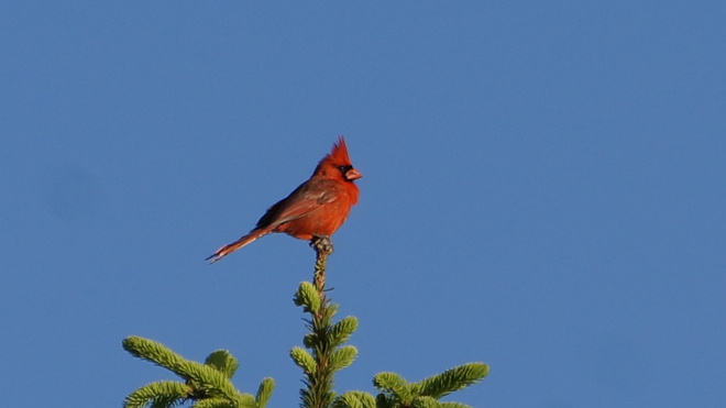 male cardinal Komoka, Ontario Canada