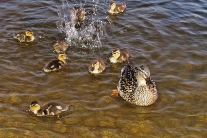 Inquisitive ducklings a little jumpy at times. North Bay, Ontario Canada