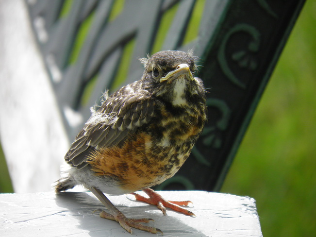 Baby robin waits for his morning worm Bonnyville, Alberta Canada
