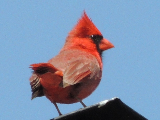 Cardinal on the chimney Newmarket, Ontario Canada