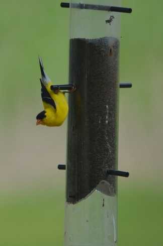 Yellow finch Wheatley, Ontario Canada