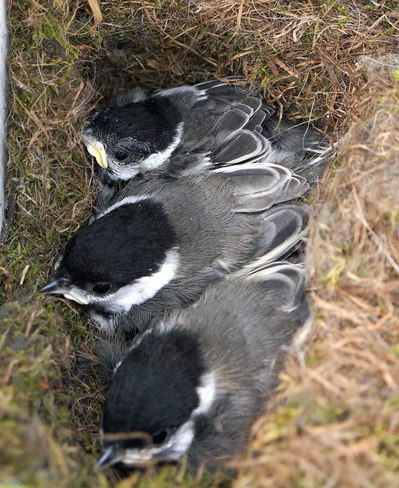 Black Capped Chickadee Chicks Olds, Alberta Canada