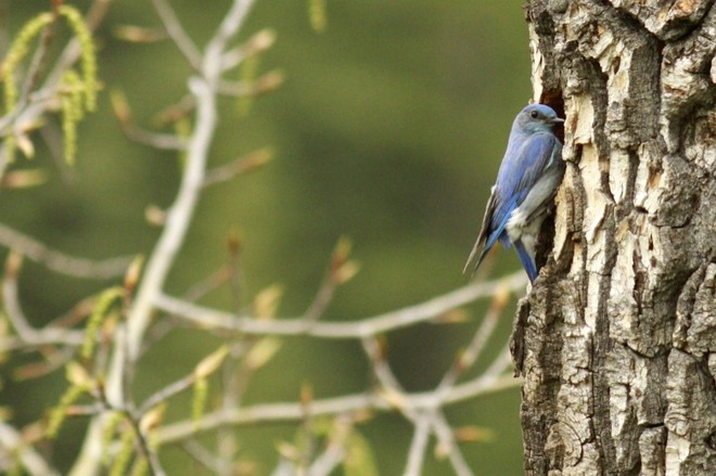 Natural Bluebird Home 