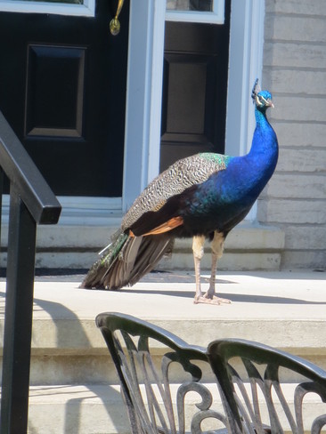 Peacock at my front DOOR! Caledon, Ontario Canada