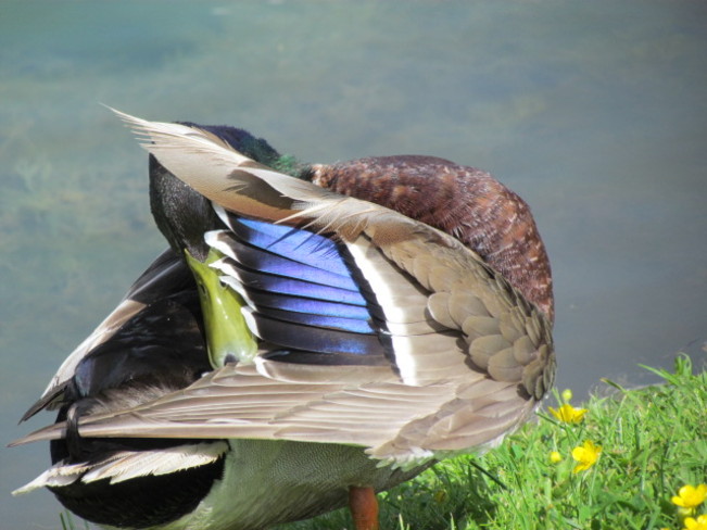 Mallard duck Campbellton, New Brunswick Canada