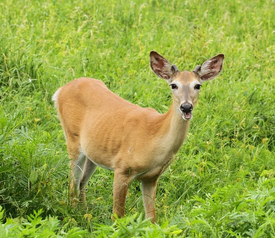 Deer. Saint-Bernard, Quebec Canada