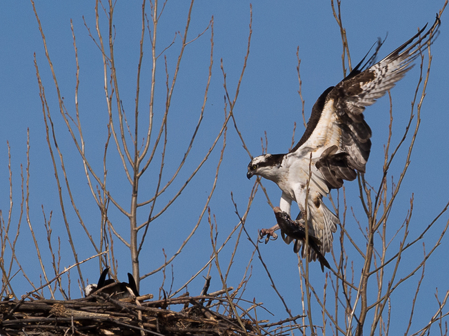 Osprey brings a fish for his sweetie. Kingston, Ontario Canada