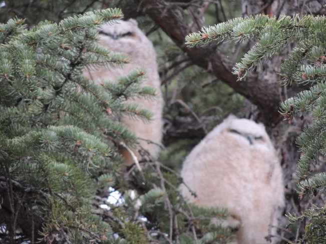 Baby horned owls Calgary, Alberta Canada