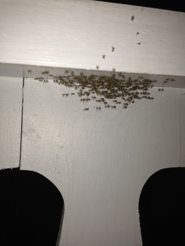 Newly Hatched Spiders Cornwall, Ontario Canada