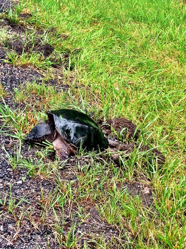 Snapping Turtle laying eggs Brockville, Ontario Canada