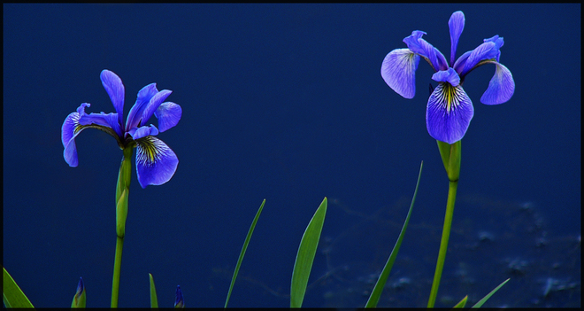 Sherriff Creek two irises. Elliot Lake, Ontario Canada