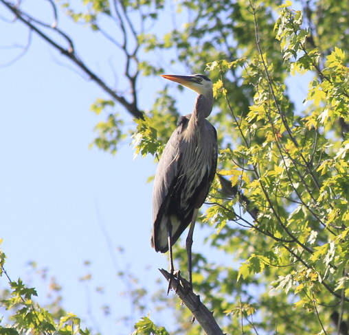 Majestic great heron Lac-Brome, Quebec Canada