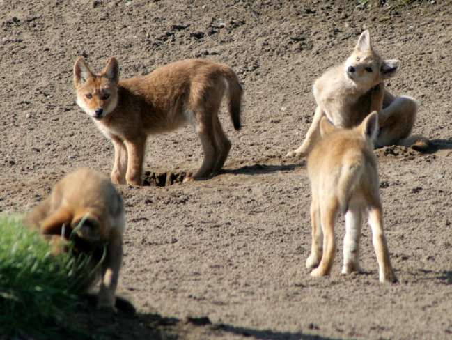 Coyote Pups on Golf Course Ajax, Ontario Canada