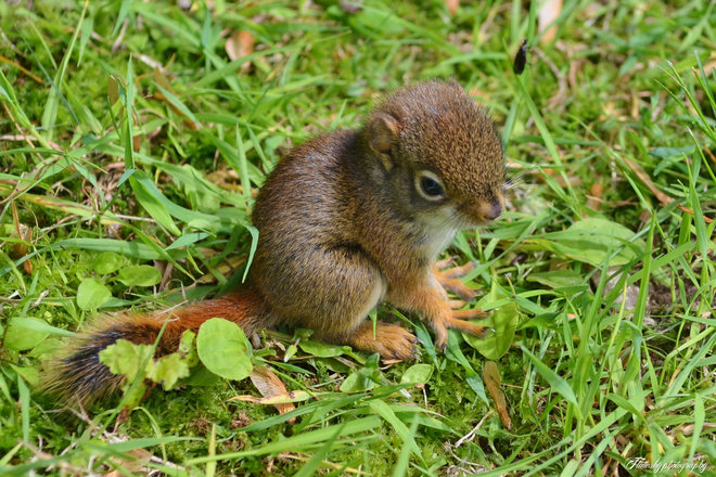 Baby red squirrel Barachois, New Brunswick Canada