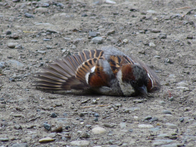 male sparrow Abbotsford, British Columbia Canada