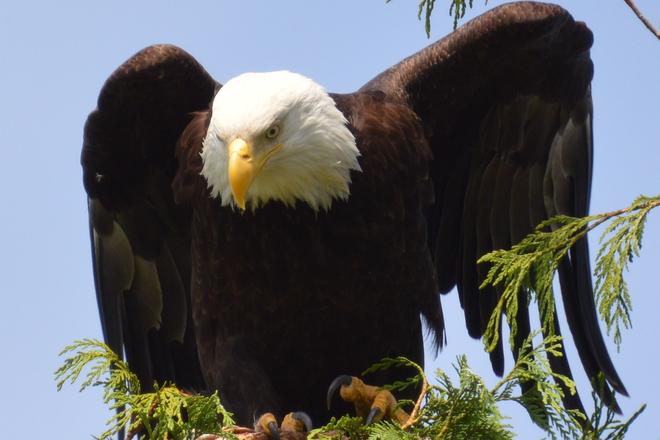 Bald Eagle Greater Vancouver, British Columbia Canada