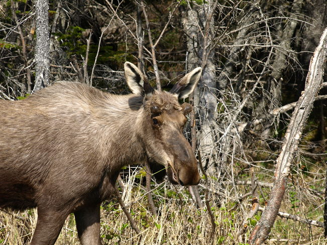 Moose St. Lunaire-Griquet, Newfoundland and Labrador Canada