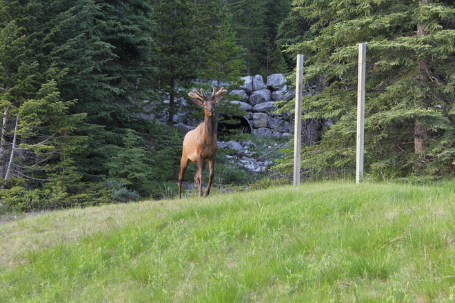 Elk at Canmore, Alberta 