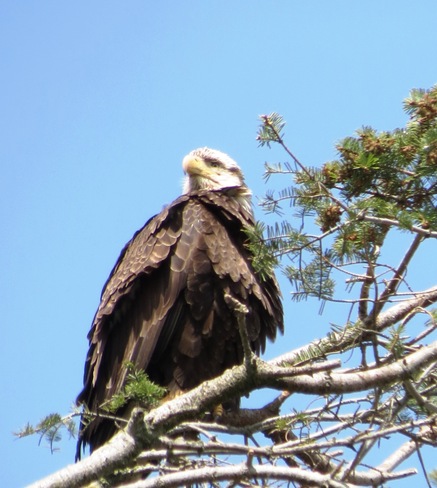 Eagle Delta, British Columbia Canada