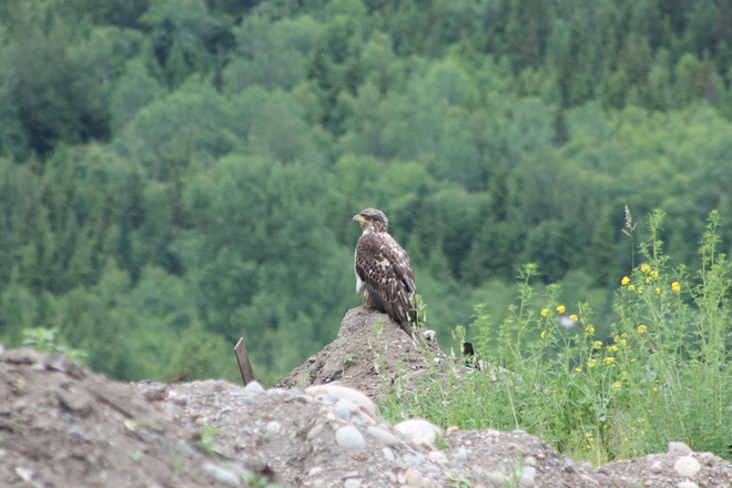 Young eagle at the dump Terrace, British Columbia Canada