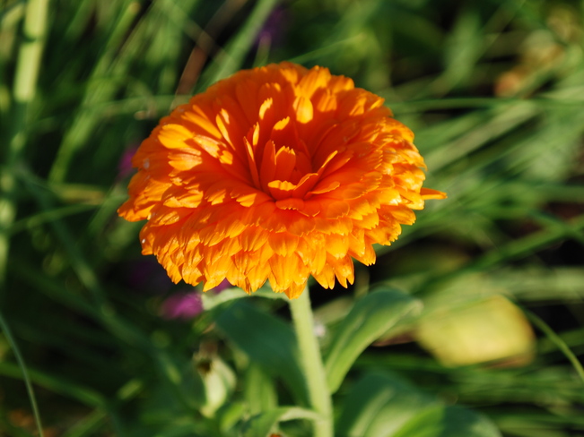 Orange Flower Brandon, Manitoba Canada
