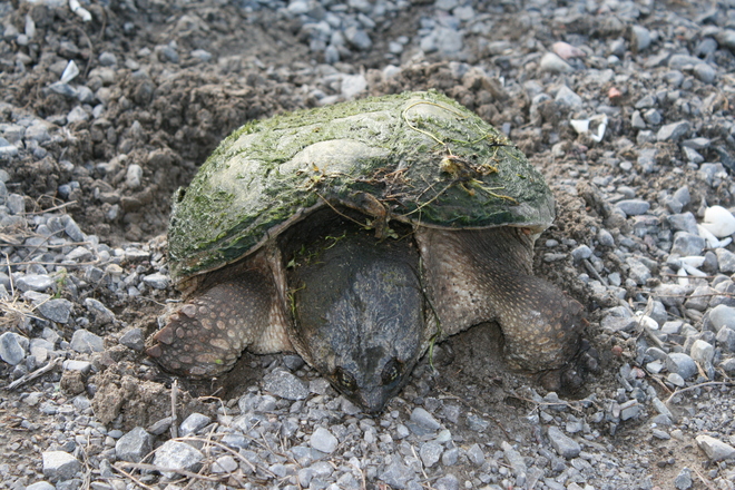 Snapping turtle laying eggs Bobcaygeon, Ontario Canada