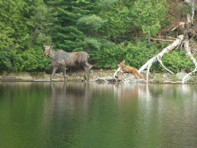 Moose and calf Sault Ste. Marie, Ontario Canada
