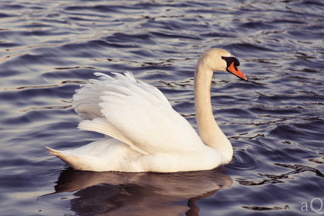 Beautiful Swan at Lakeshore Toronto, Ontario Canada