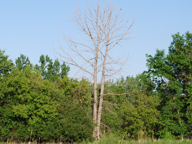 One Dead Tree Brandon, Manitoba Canada