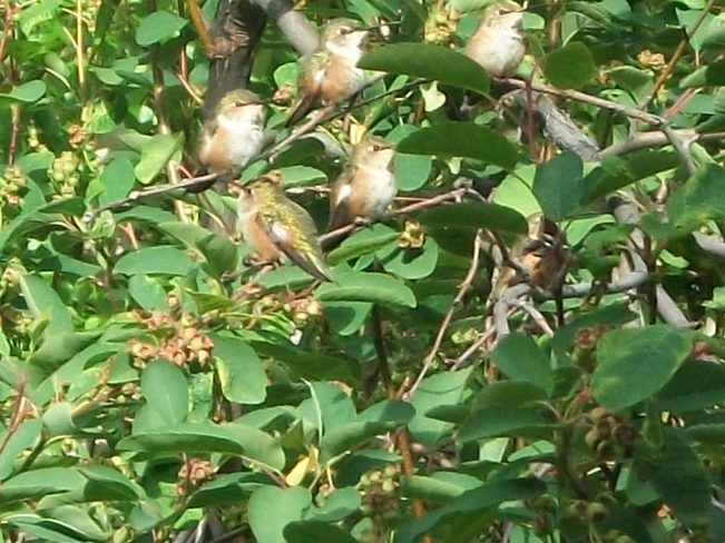 Baby Humming Birds Gold Bridge, British Columbia Canada