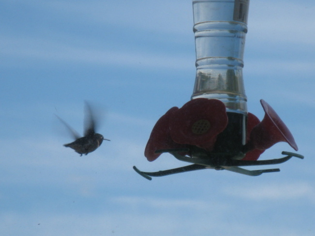 hummingbird in action Chapleau, Ontario Canada