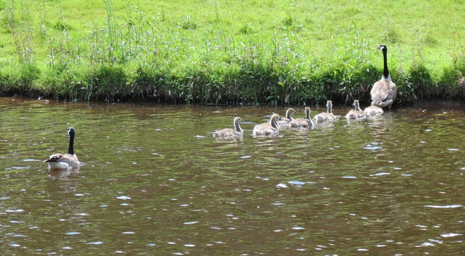 Family of Canada Geese Moncton, New Brunswick Canada