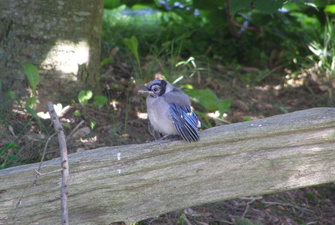 Bluejay fledgling Hamilton, Ontario Canada