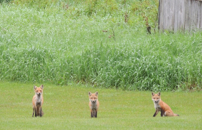 Foxes Den Northbrook, Ontario Canada
