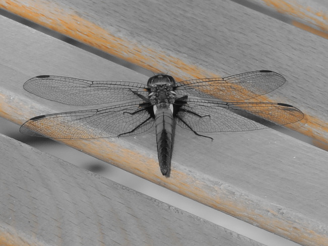 Dragonfly Northbrook, Ontario Canada